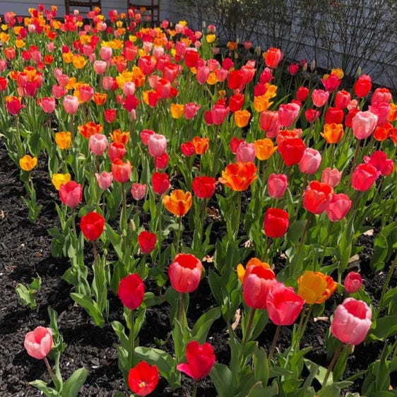 Grand Darwin Tulip Mix|Perennial Darwin Tulip Bulbs Grand Mix, Tulipa, Darwin Hybrid Tulip