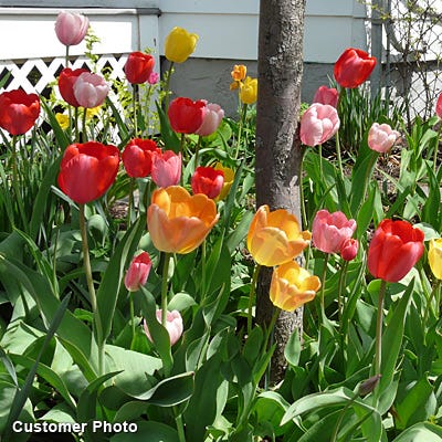 Grand Darwin Tulip Mix|Perennial Darwin Tulip Bulbs Grand Mix, Tulipa, Darwin Hybrid Tulip