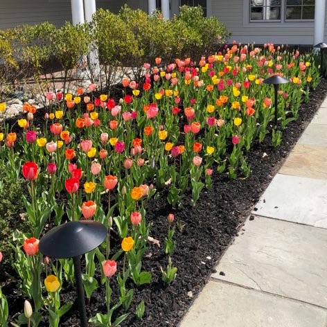 Grand Darwin Tulip Mix|Perennial Darwin Tulip Bulbs Grand Mix, Tulipa, Darwin Hybrid Tulip