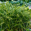 Gray Sedge, Carex grayi