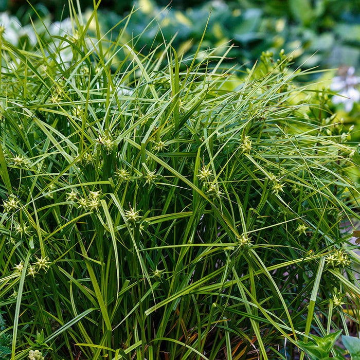 Gray Sedge, Carex grayi