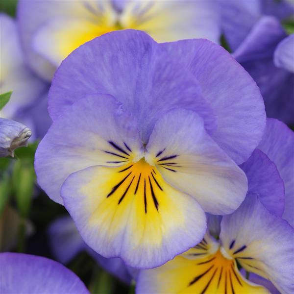 Halo Sky Blue Tufted Violet|Halo Sky Blue Tufted Violet flower bloom