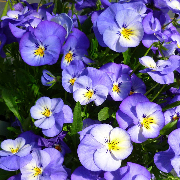 Halo Sky Blue Tufted Violet|Halo Sky Blue Tufted Violet flowers