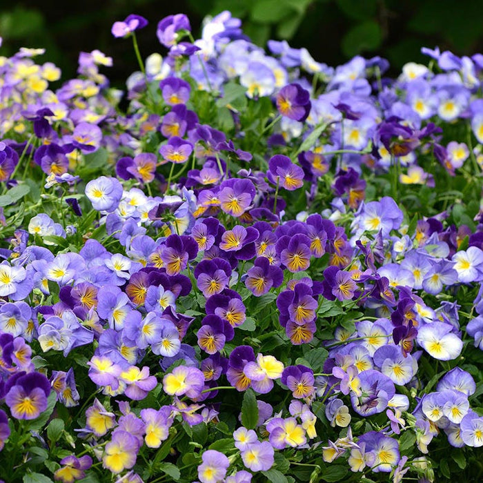 Halo Sky Blue Tufted Violet|Halo Sky Blue Tufted Violet