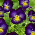 Halo Violet Tufted Violet|Viola Halo Violet, Viola cornuta Halo