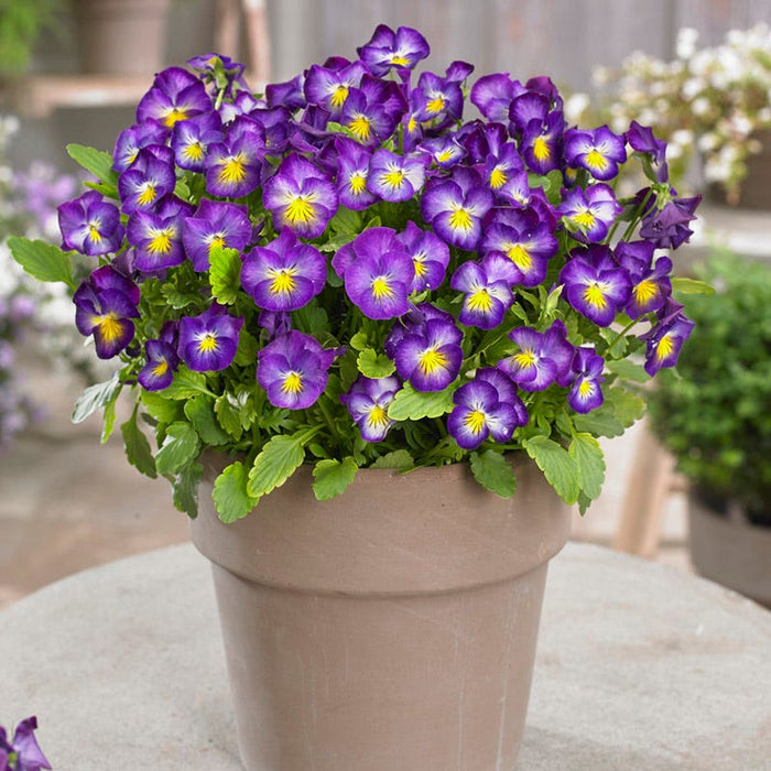 Halo Violet Tufted Violet|Viola Halo Violet, Viola cornuta Halo blooming in container