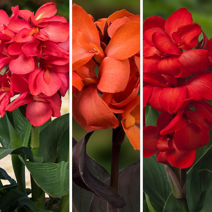 Happy Hummingbird Canna Collection|Happy Hummingbird Canna Collection