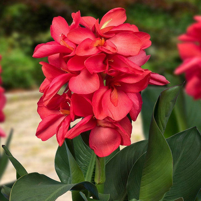 Happy Hummingbird Canna Collection|Cannasol™ Happy Isabel Canna Lily