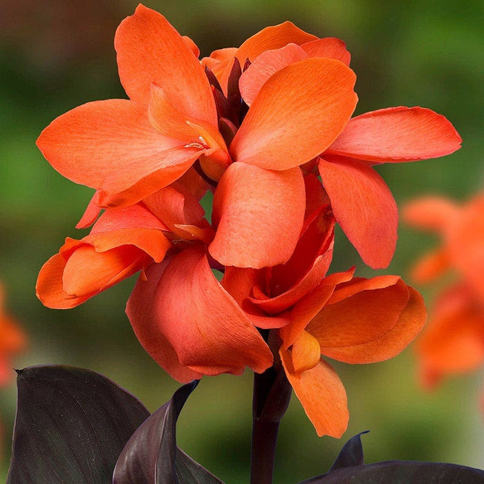 Happy Hummingbird Canna Collection|Cannasol™ Happy Wilma Canna Lily