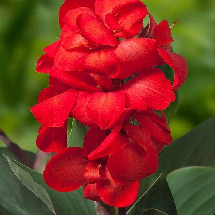 Happy Hummingbird Canna Collection|Cannasol™ Happy Carmen Canna Lily