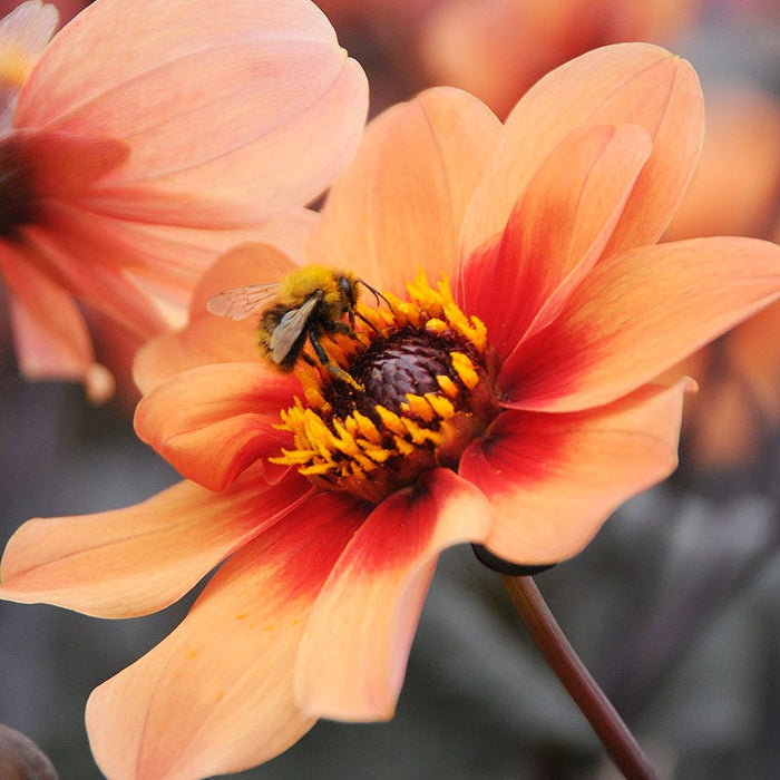 Happy Single® First Love Dahlia|Happy Single® First Love Dahlia flower close up with pollinator