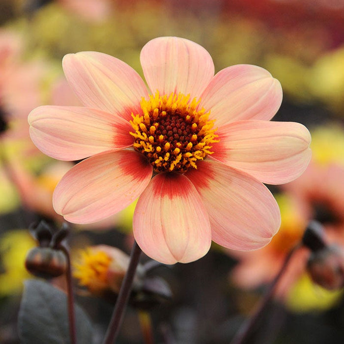 Happy Single® First Love Dahlia|Happy Single® First Love Dahlia flower close up