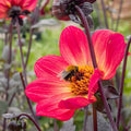 Happy Single® Flame Dahlia|Happy Single® Flame Dahlia flower with pollinator