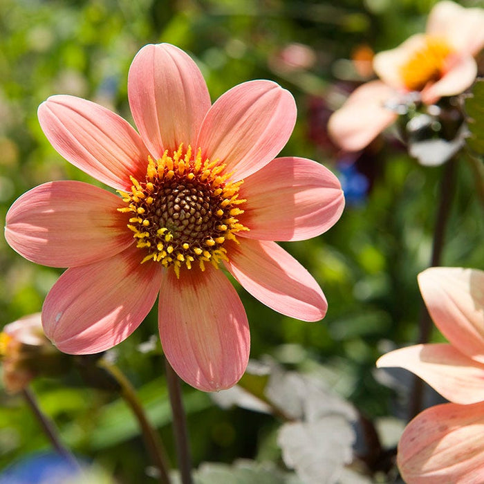 Happy Single® Kiss Dahlia|Happy Single® Kiss Single Dahlia flower