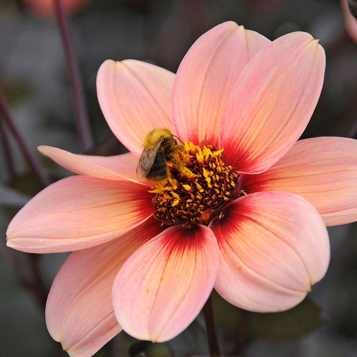 Happy Single® Kiss Dahlia|Happy Single® Kiss Single Dahlia flower close up with pollinator