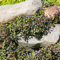 Hardy Plumbago