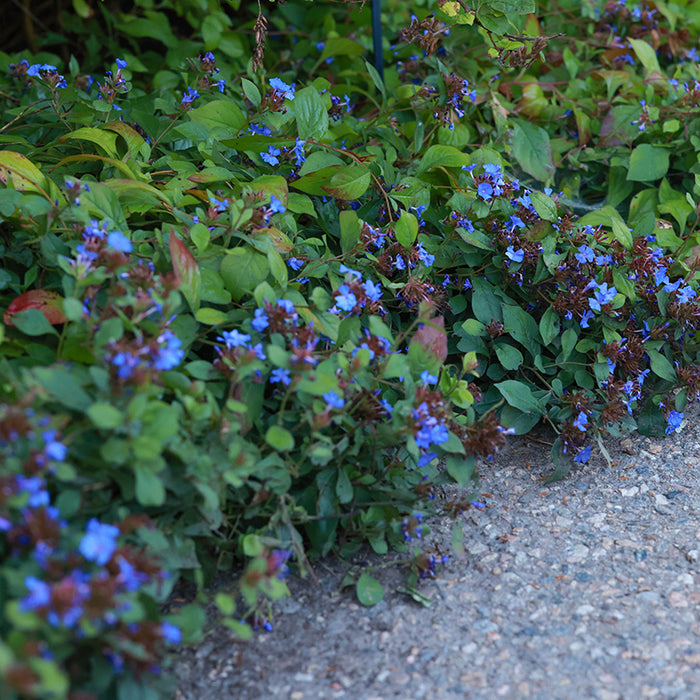 Hardy Plumbago