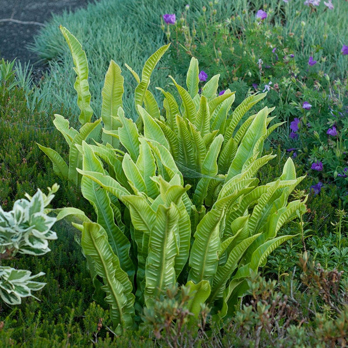 Hart's Tongue Fern|Hart's Tongue Fern, Asplenium scolopendrium