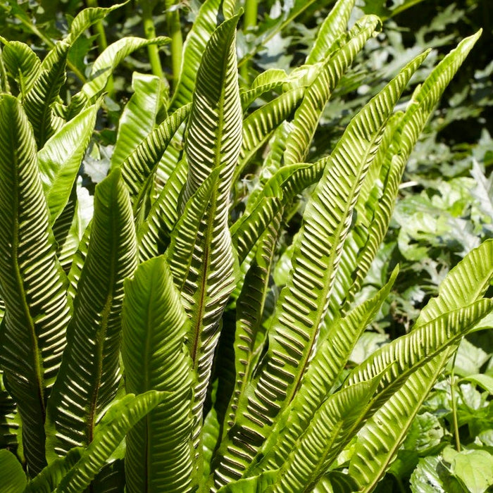 Hart's Tongue Fern|Hart's Tongue Fern, Asplenium scolopendrium