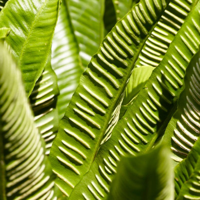 Hart's Tongue Fern|Hart's Tongue Fern, Asplenium scolopendrium