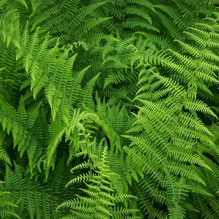 Hay Scented Fern|Hayscented Fern, Dennstaedtia close up green fronds