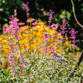 Heat Wave Hyssop|Heat Wave Hyssop, Agastache Heat Wave