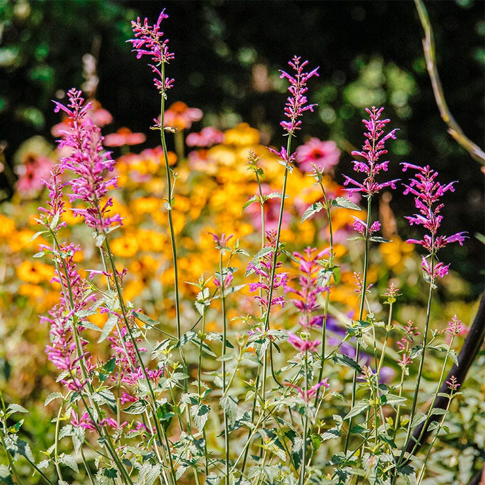 Heat Wave Hyssop|Heat Wave Hyssop, Agastache Heat Wave