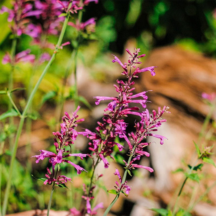 Heat Wave Hyssop|Heat Wave Hyssop, Agastache Heat Wave