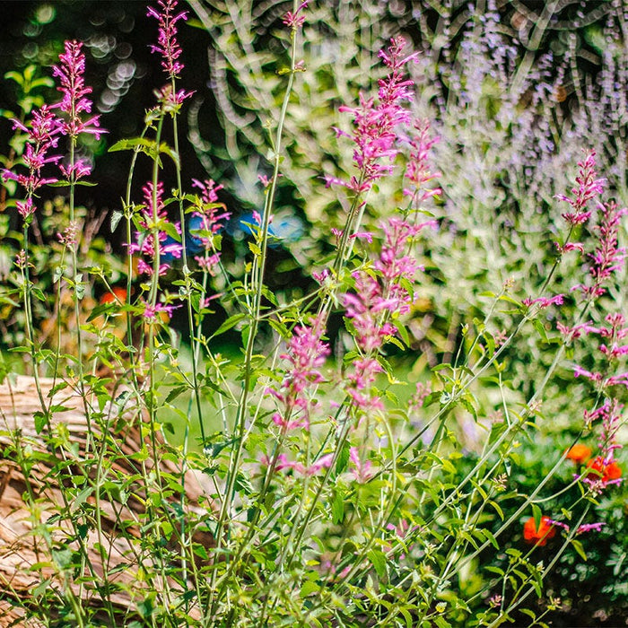 Heat Wave Hyssop|Heat Wave Hyssop, Agastache Heat Wave