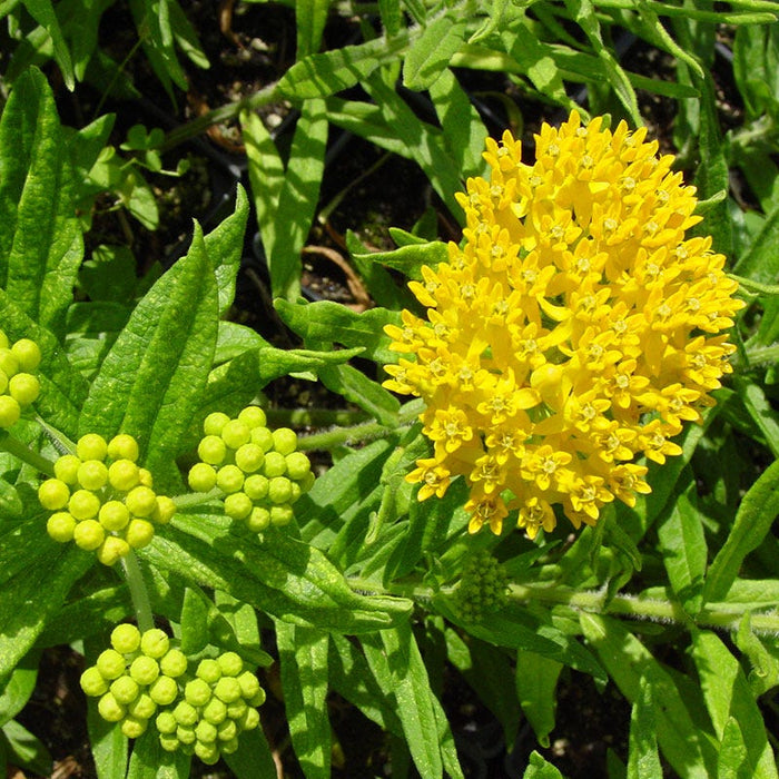 Hello Yellow Butterfly Weed|Butterfly Weed Hello Yellow, Asclepias tuberosa