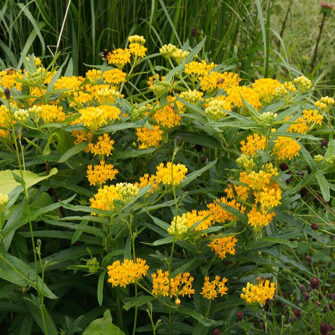 Hello Yellow Butterfly Weed|Butterfly Weed Hello Yellow, Asclepias tuberosa