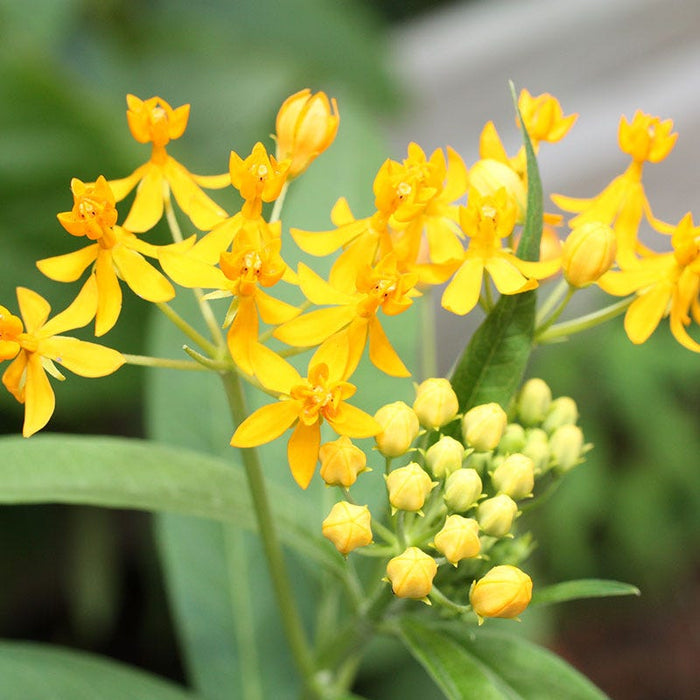 Hello Yellow Butterfly Weed|Butterfly Weed Hello Yellow, Asclepias tuberosa