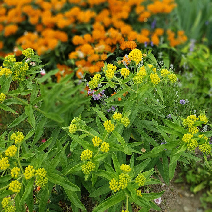 Hello Yellow Butterfly Weed|Butterfly Weed Hello Yellow, Asclepias tuberosa