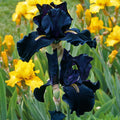 Here Comes the Night Bearded Iris|Here Comes The Night Bearded Iris