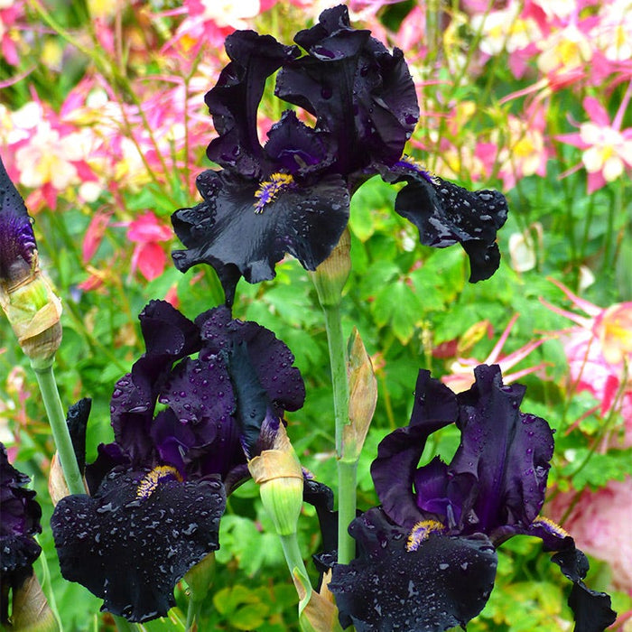 Here Comes the Night Bearded Iris|Here Comes The Night Bearded Iris, Dark Purple-Black Petals in the garden