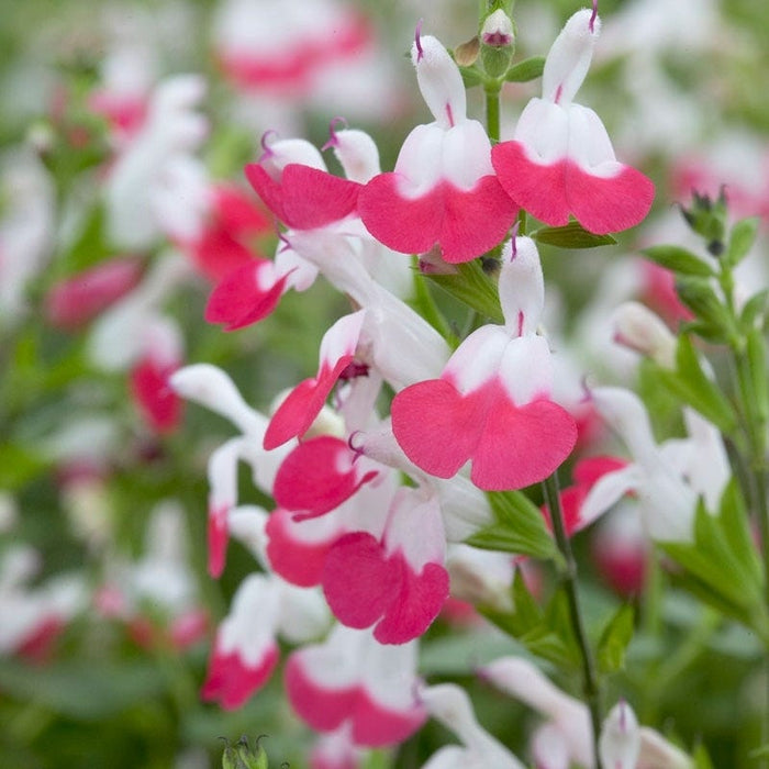 Hot Lips Sage