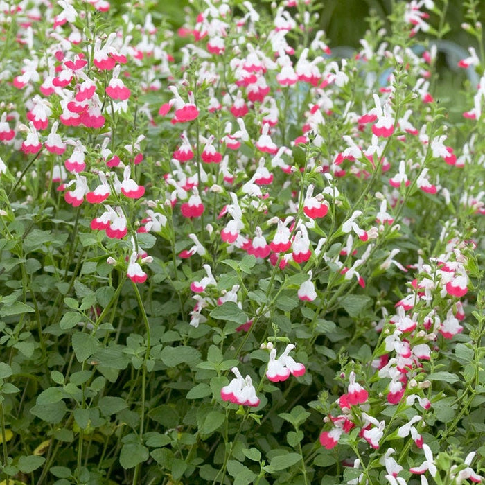 Hot Lips Sage|Sage Hot Lips, Salvia plant