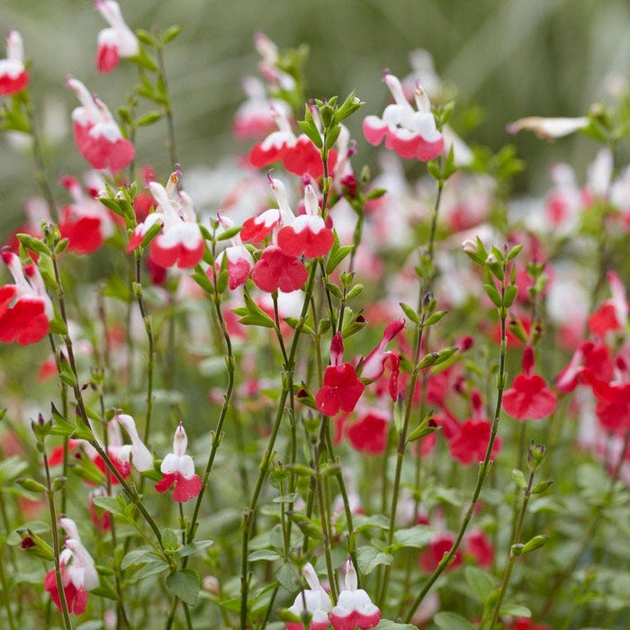 Hot Lips Sage|Sage Hot Lips, Salvia red and white flowers