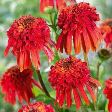 Hot Papaya Echinacea|Orange Echinacea Hot Papaya, Echinacea purpurea, Coneflower