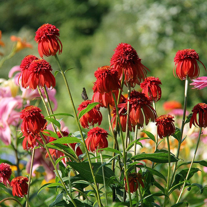 Hot Papaya Echinacea|Orange Echinacea Hot Papaya, Echinacea purpurea, Coneflower