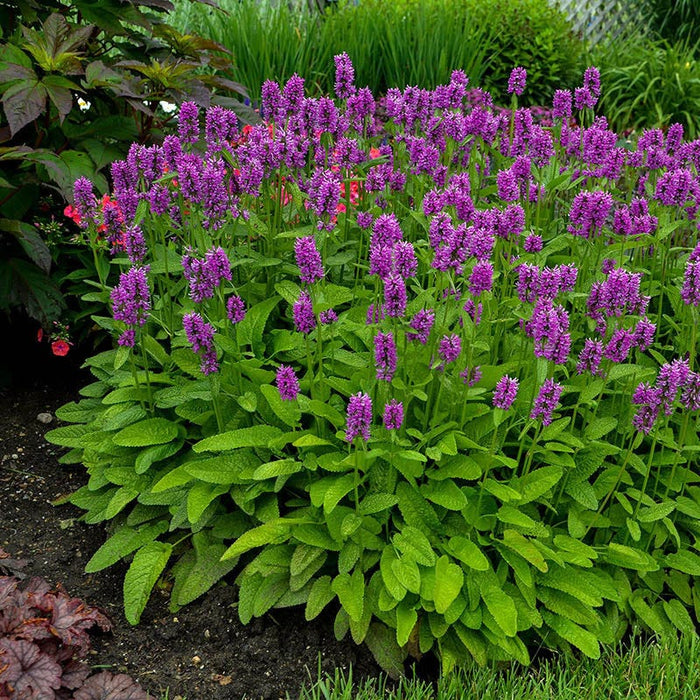 Hummelo Betony|Stachys monieri Hummelo, Hummelo Betony, Photo Courtesy of Walters Garden Inc.