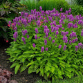 Hummelo Betony|Stachys monieri Hummelo, Hummelo Betony, Photo Courtesy of Walters Garden Inc.