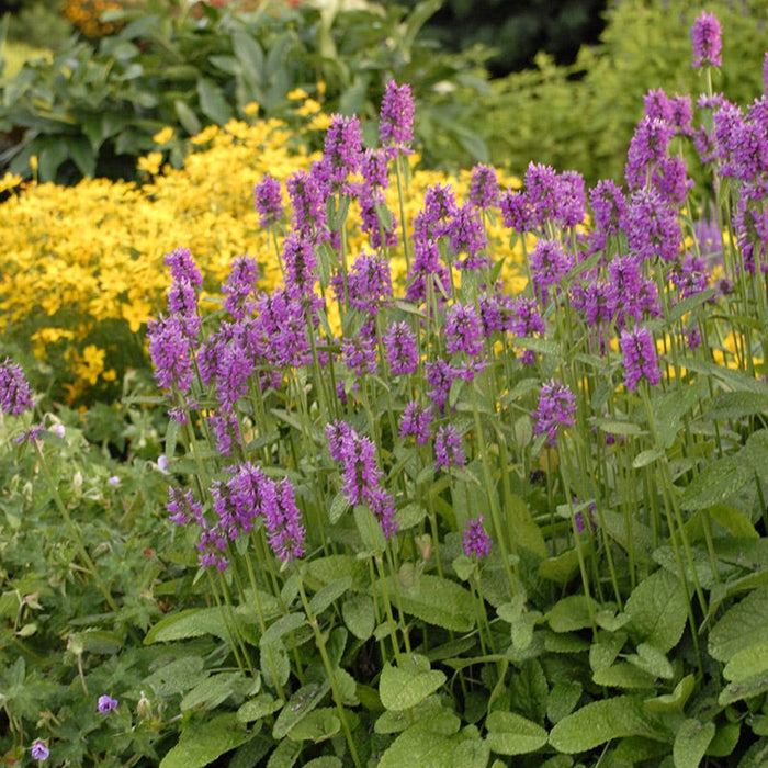 Hummelo Betony|Stachys monieri Hummelo, Hummelo Betony, Photo Courtesy of Walters Garden Inc.