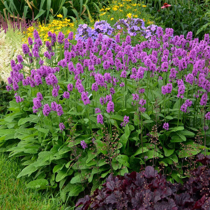 Hummelo Betony|Stachys monieri Hummelo, Hummelo Betony, Photo Courtesy of Walters Garden Inc.