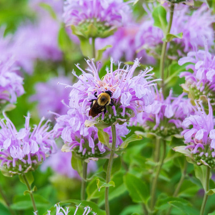 Wild Bergamot (Bee Balm)|Wild Bergamot, Bee Balm, Monarda fistulosa with bee