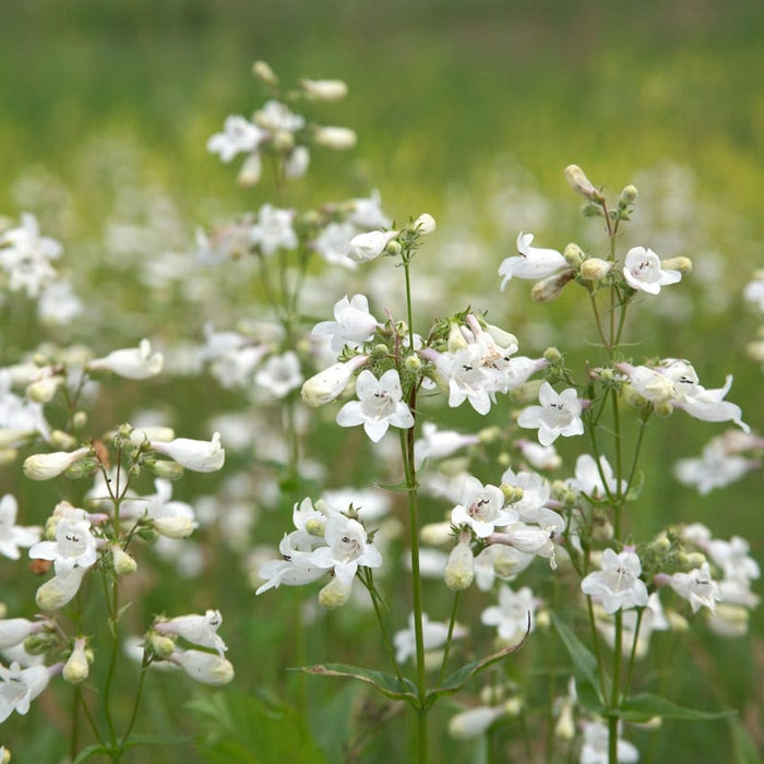 Foxglove Penstemon Seeds|Foxglove Penstemon, Beardtongue