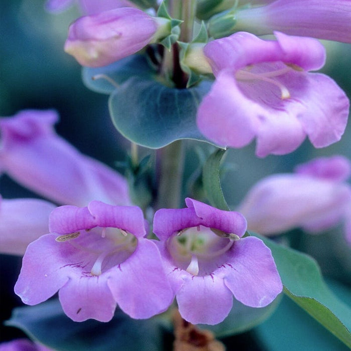 Large-Flowered Penstemon Seeds|Penstemon grandiflorus Seeds, Beardtongue