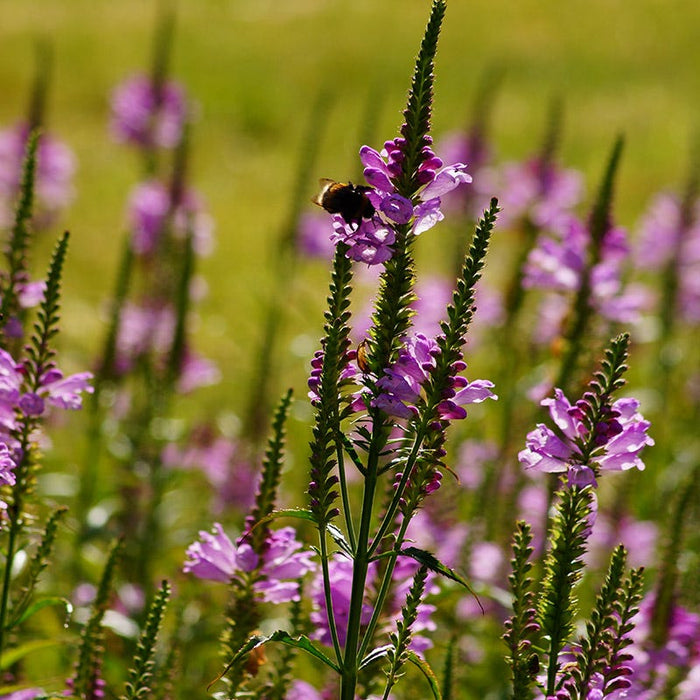 Pink Obedient Plant|Physostegia virginiana, Pink Obedient Plant