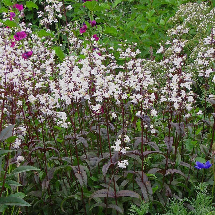 Husker Red Penstemon|Penstemon digitalis 'Husker Red', Husker Red Penstemon