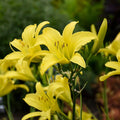 Hyperion Reblooming Daylily|Reblooming Daylily Hyperion, Hemerocallis Hyperion close up of yellow flower bloom, photo courtesy of Walter's Garden Inc.